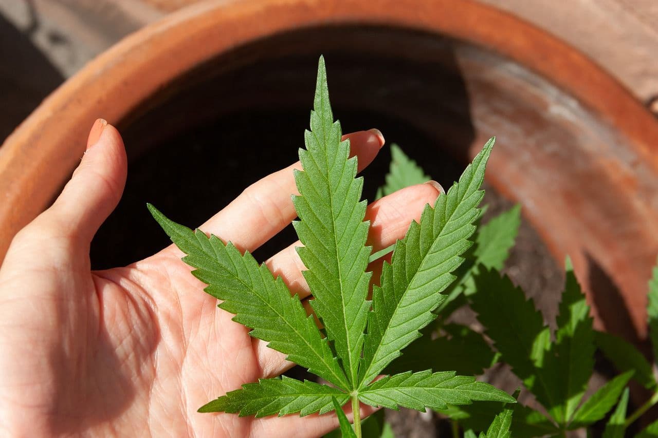 https://almudenamferrer-images.s3.eu-west-1.amazonaws.com/cannabis_5003423_1280_91bfa7a069.jpeg
